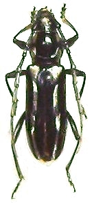 Ptycholaemus signaticollis