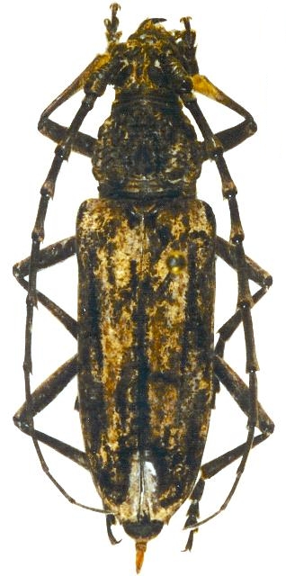 Trirachys acanthophorus