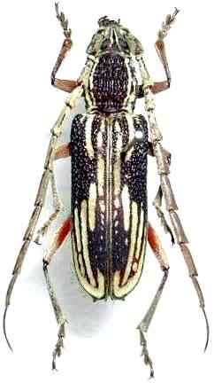 Xoanodera striata