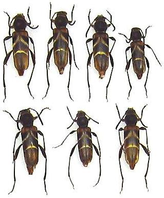 Brachyclytus singularis