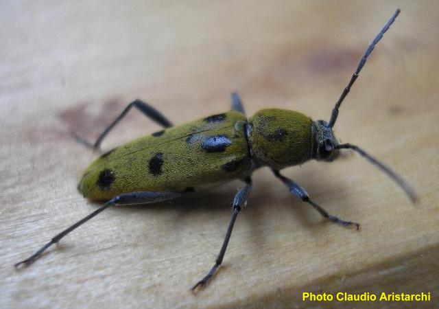 Chlorophorus glabromaculatus