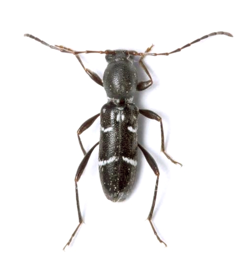 Chlorophorus gratiosus