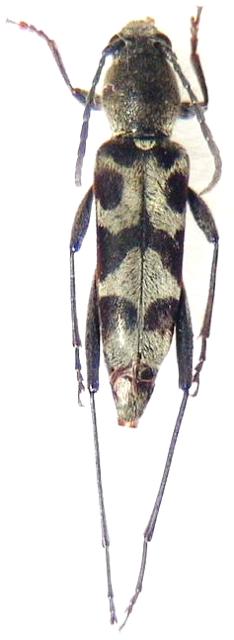 Kazuoclytus fukienensis