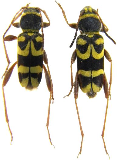 Clytus planifrons