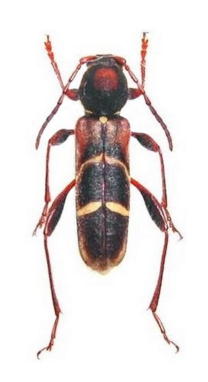 Cyrtoclytus monticallisus