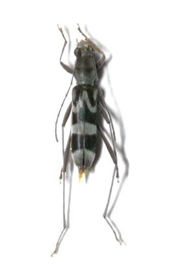 Demonax semixeniscus