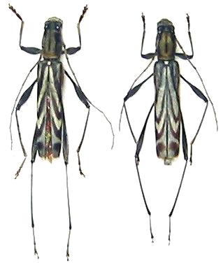 Rhabdoclytus acutivittis