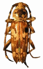 Megacyllene nebulosa