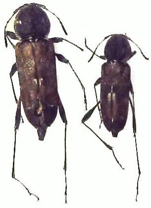 Cerambycinae Clytini Neoclytus irroratus