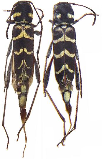 Neoclytus modestus