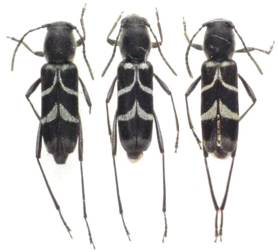 Xylotrechus lautus fujitai