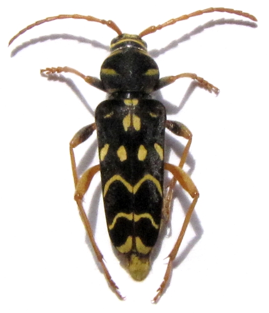 Plagionotus (Plagionotus) arcuatus ghidottii 