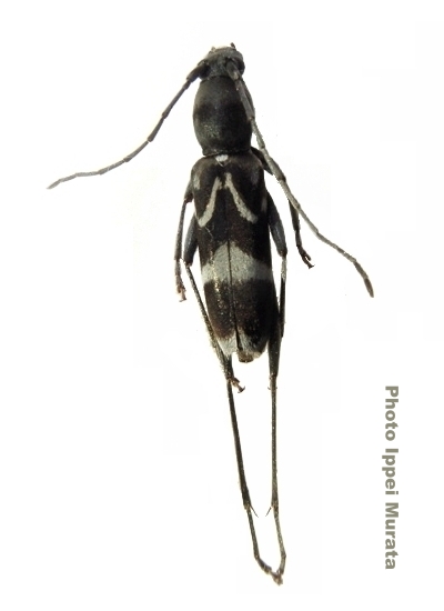 Rhaphuma xenisca