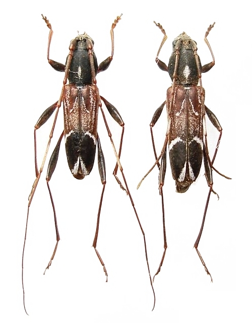 Teratoclytus plavilstshikovi