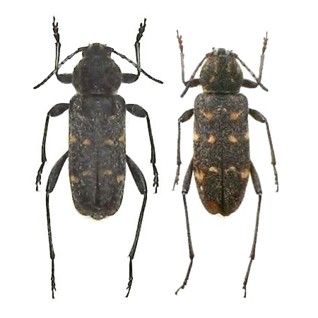 Xylotrechus adspersus