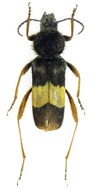 Xylotrechus aureounifasciatus