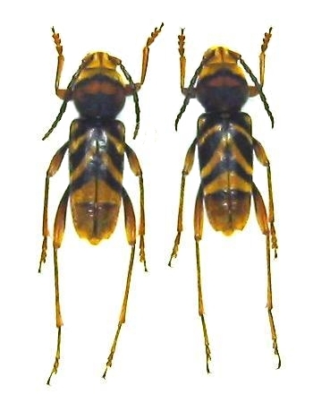 Xylotrechus chinensis