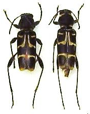 Xylotrechus clarinus