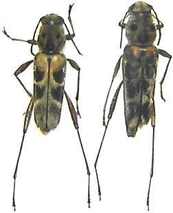 Xylotrechus subscalaris basalis