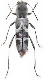Xylotrechus chujoi ishigakianus
