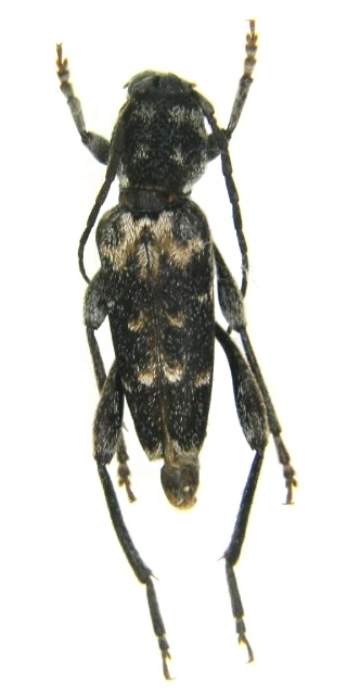 Xylotrechus quercus