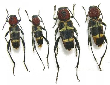 Xylotrechus rufilius