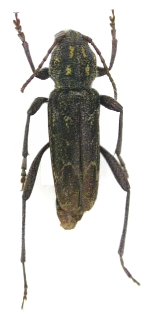 Xylotrechus rusticus
