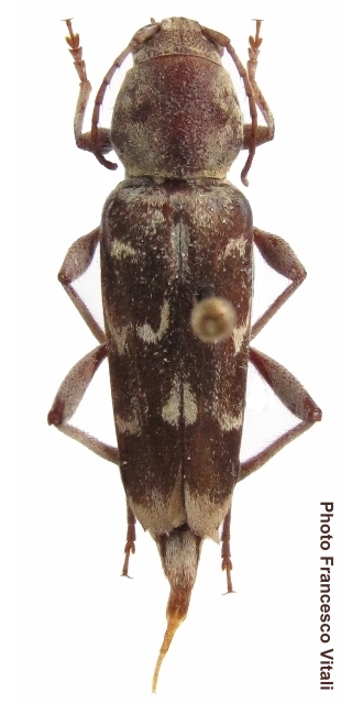 Xylotrechus smei