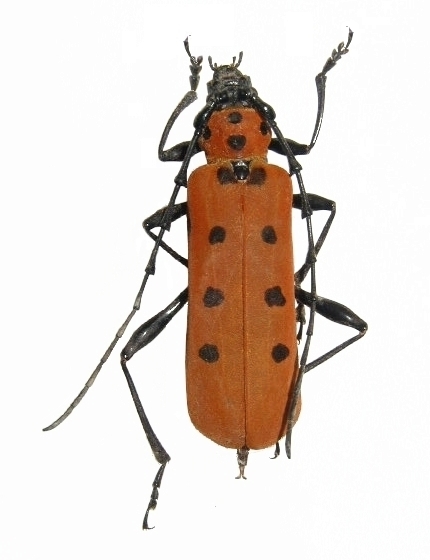 Eurybatus (Eurybatus) kubotai