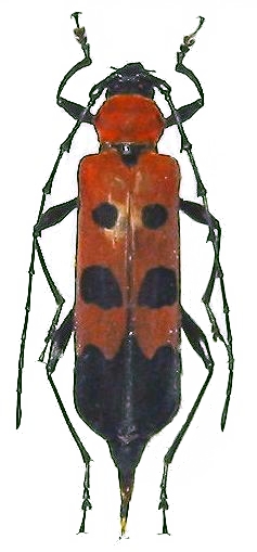 Eurybatus (Eurybatus) borneensis