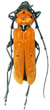 Eurybatus (Eurybatus) decempunctatus