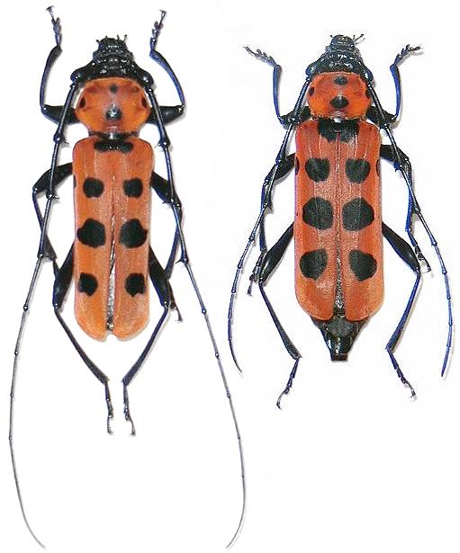 Eurybatus (Eurybatus) ferriei