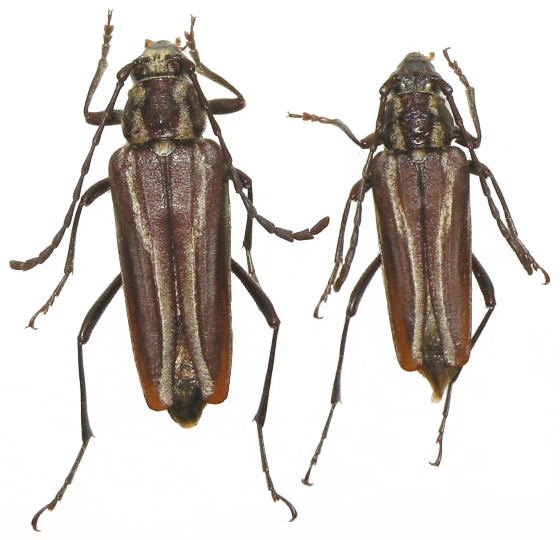 Distichocera fuliginosa