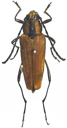 Distichocera maculicollis
