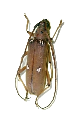 Eburia (Eburia) fuliginea 