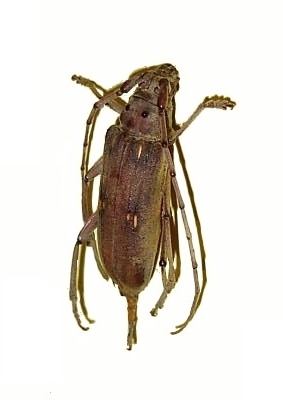 Eburia (Eburia) sordida