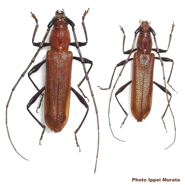 Allotraeus (Allotraeus) sphaerioninus