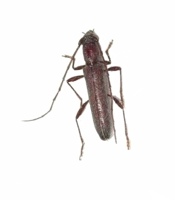 Aneflomorpha semirufa 