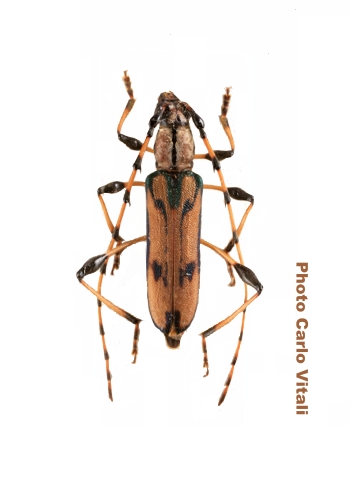 Cerambycinae Phoracanthini Cordylomera schoenherri