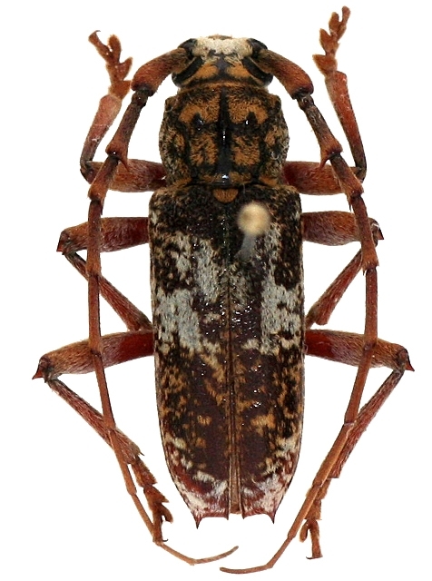 Lanephus njumanii  