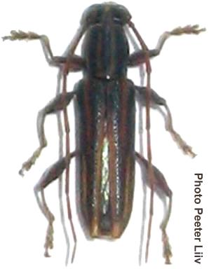 Iresioides ferox