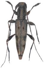 Rondibilis (Rondibilis) spinosula