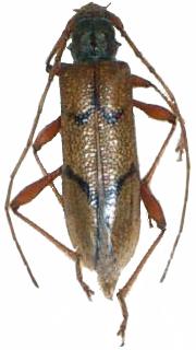 Phymatioderus bizonatus