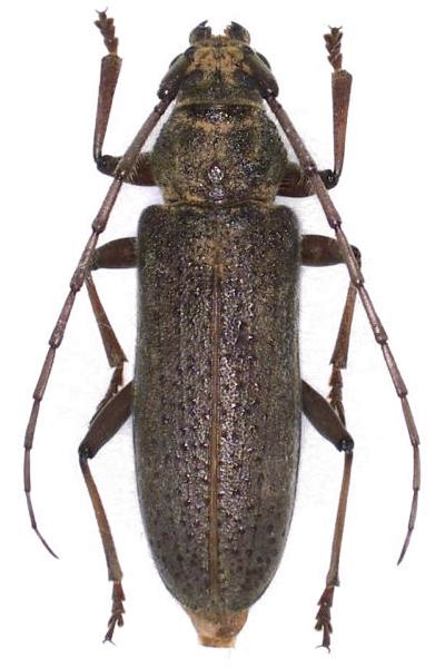 Stromatium longicorne