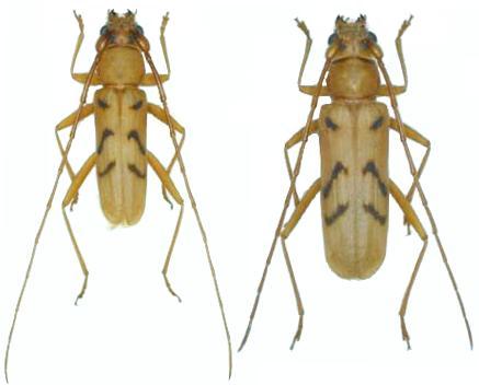 Zoodes japonicus
