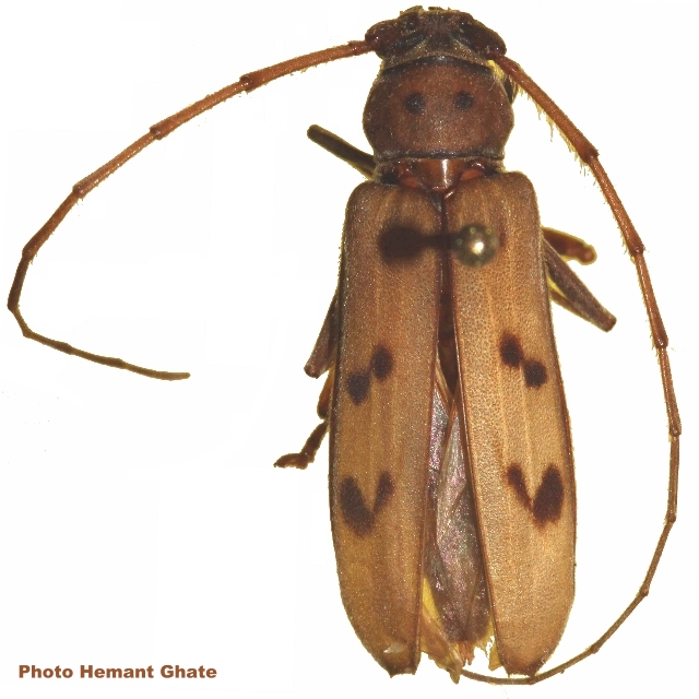 Zoodes quadridentatus