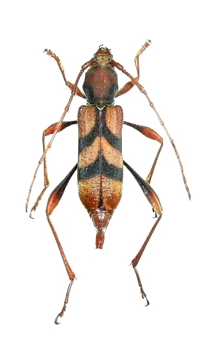 Aridaeus thoracicus