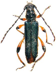 Callimus (Lampropterus) cyanipennis