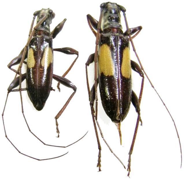 Gnomibidion fulvipes