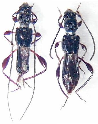 Molorchus (Molorchus) takeuchii